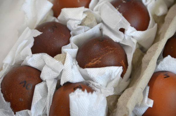 Прибытие конкурсных яиц кур породы Маран