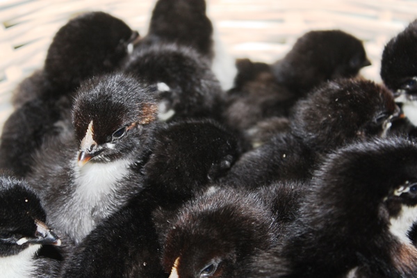 Marans (NC)